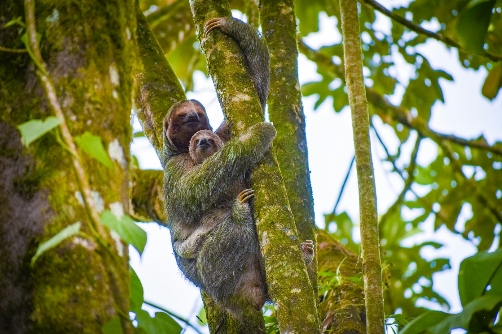 Sloth mom with sloth baby in a mossy tree